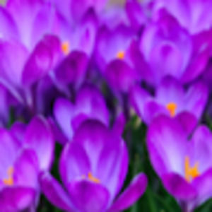 Meet your Posher, Jayne